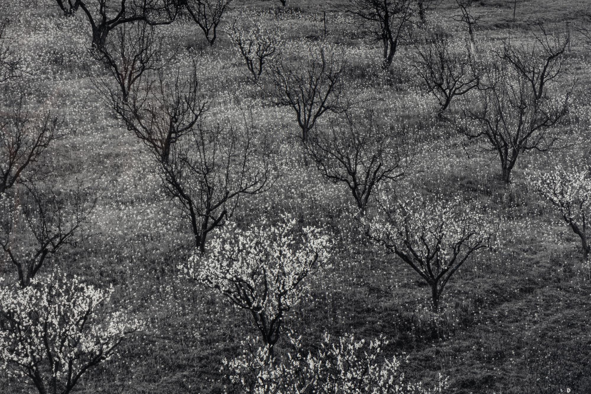 Ansel Adams (1902–1984) Orchard, Early Spring, Portola Valley, California, c. 1953