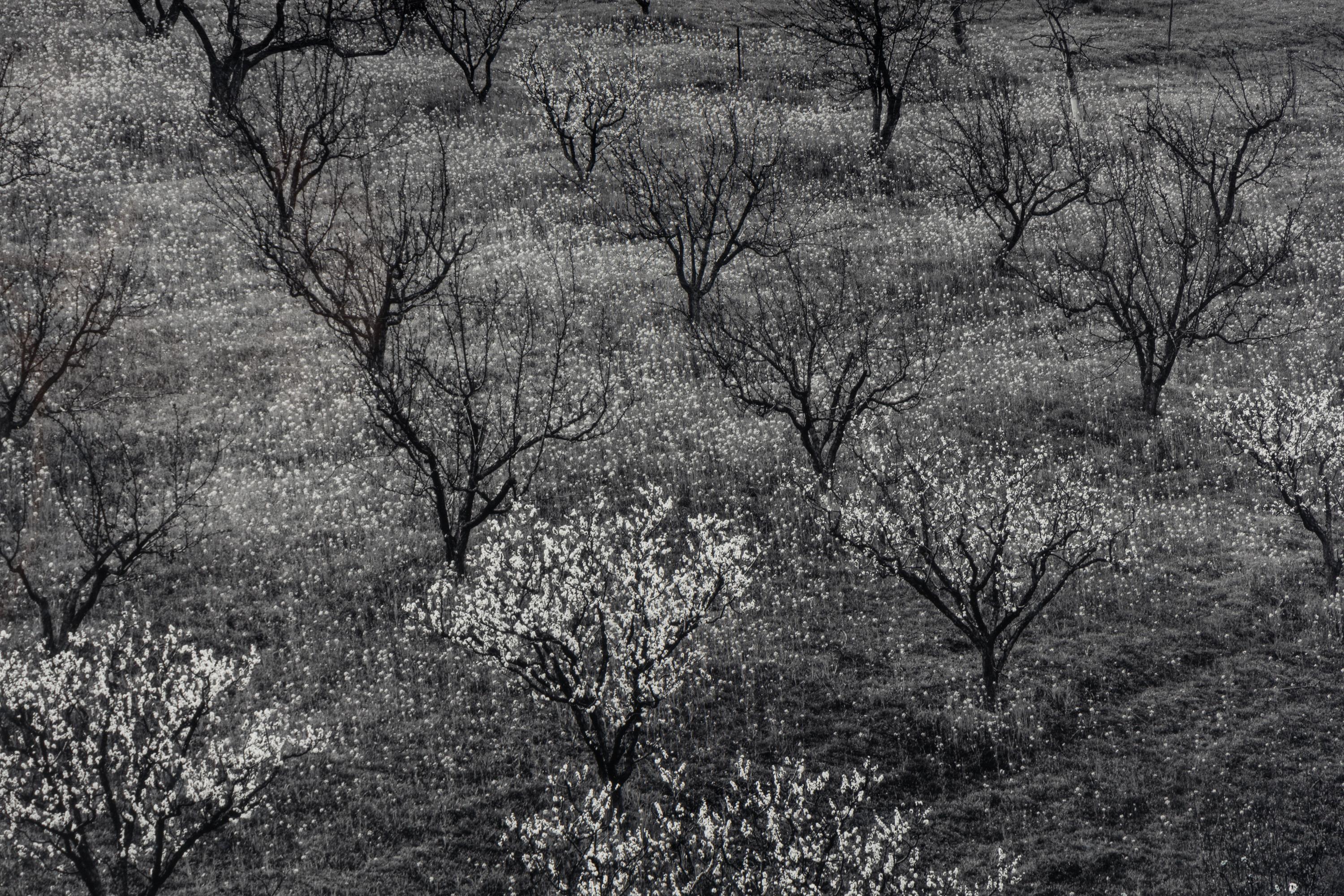 Ansel Adams (1902–1984) Orchard, Early Spring, Portola Valley, California, c. 1953