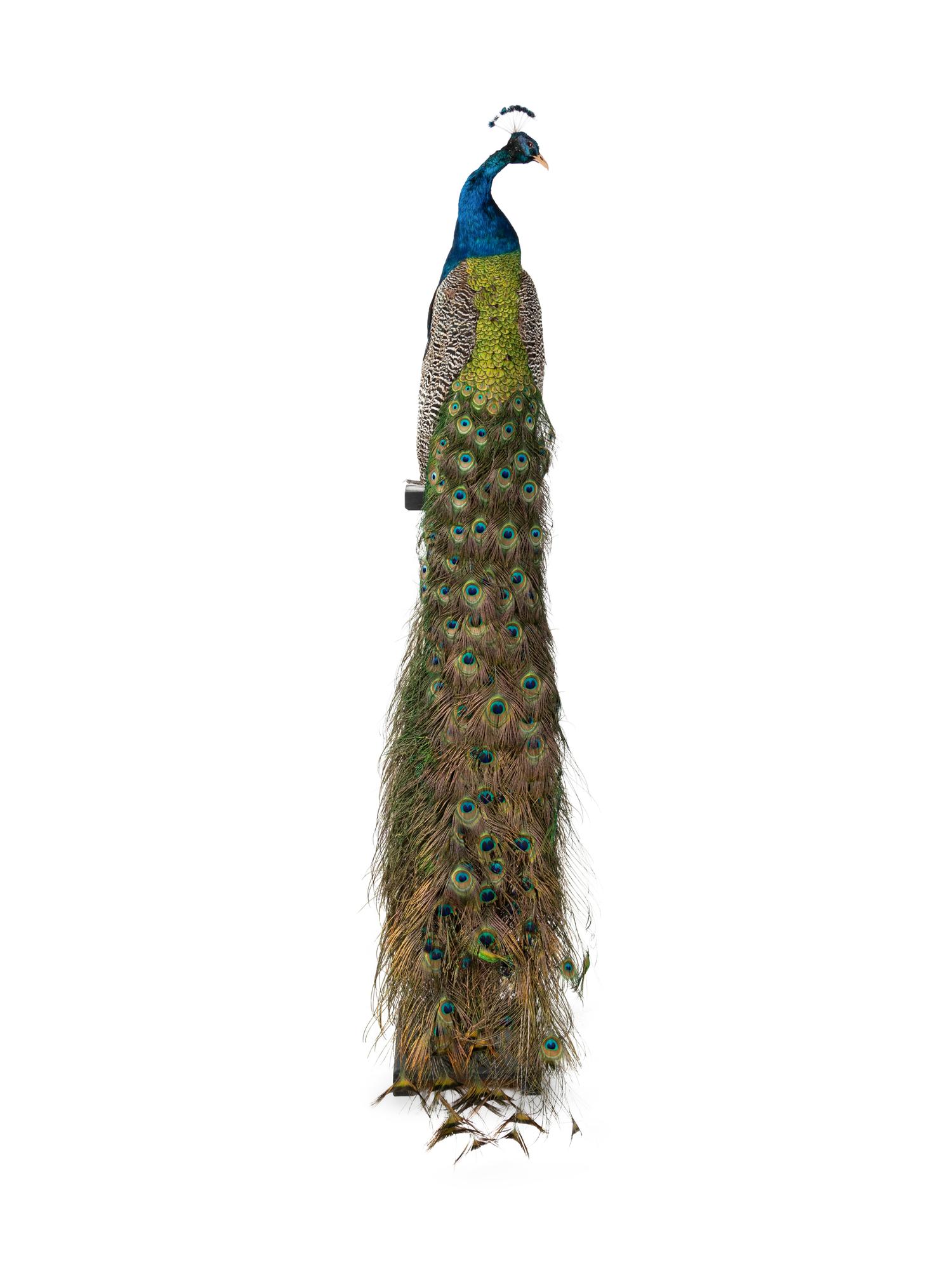 A Taxidermy Peacock