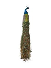 A Taxidermy Peacock