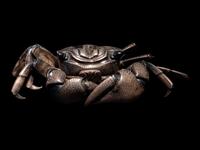 A Japanese Silver Articulated Model of a Crab