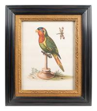 A Set of Eight Hand-Colored Engravings After George Edwards (British, 1694-1773) — LATE 19TH CENTURY