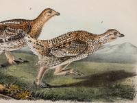 Grouped, see item 1 | A Group of Four Prints of Ground Fowl and Woodpeckers, after John James Audubon (1785-1851)