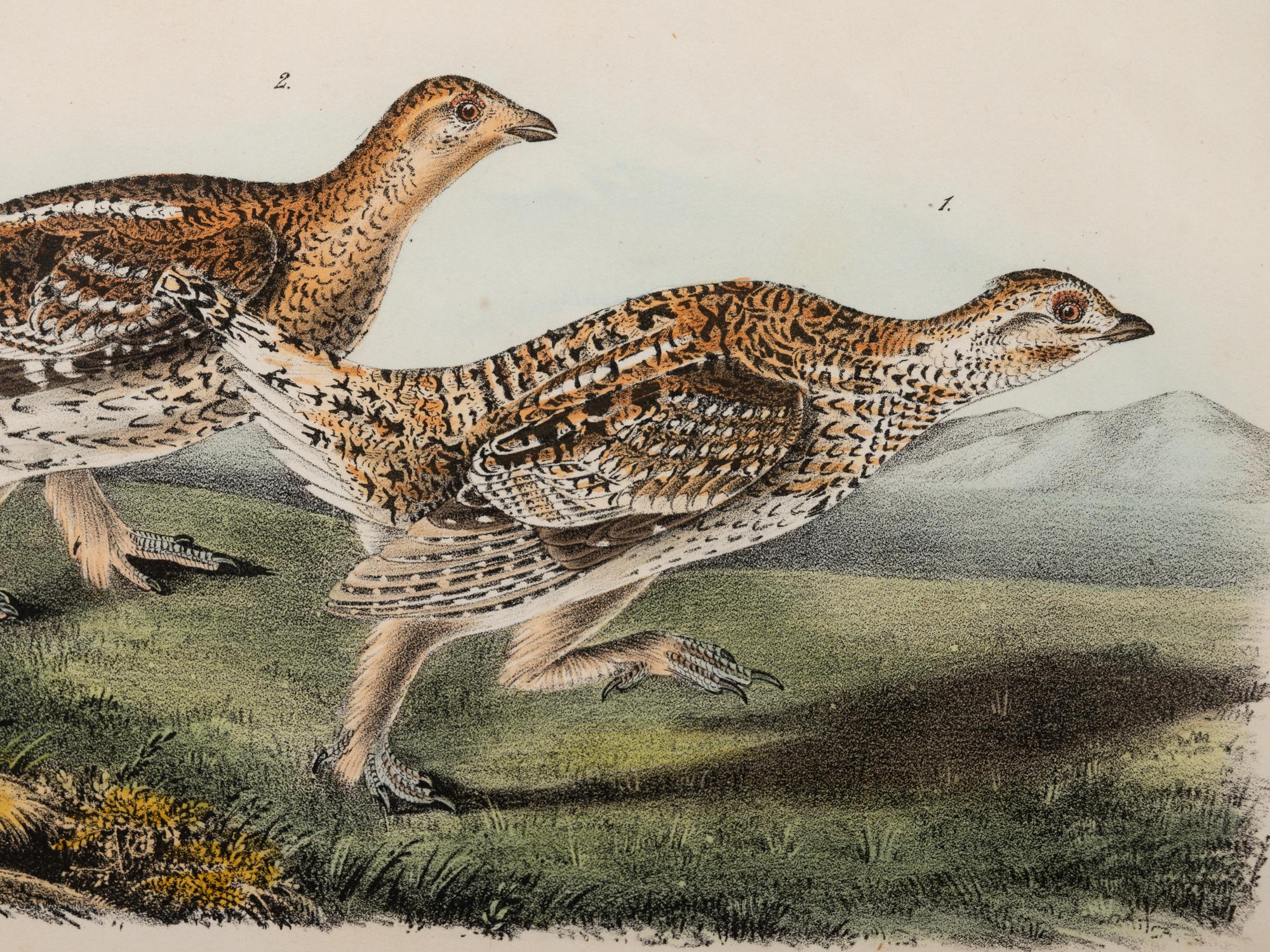Grouped, see item 1 | A Group of Four Prints of Ground Fowl and Woodpeckers, after John James Audubon (1785-1851)
