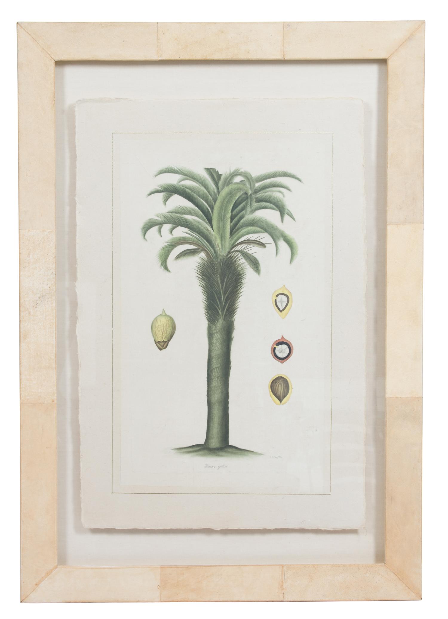 La Roche Laffitte, (French, b. 1943), Cocos Yatai, from The Tree Studies