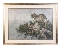 Bobcats