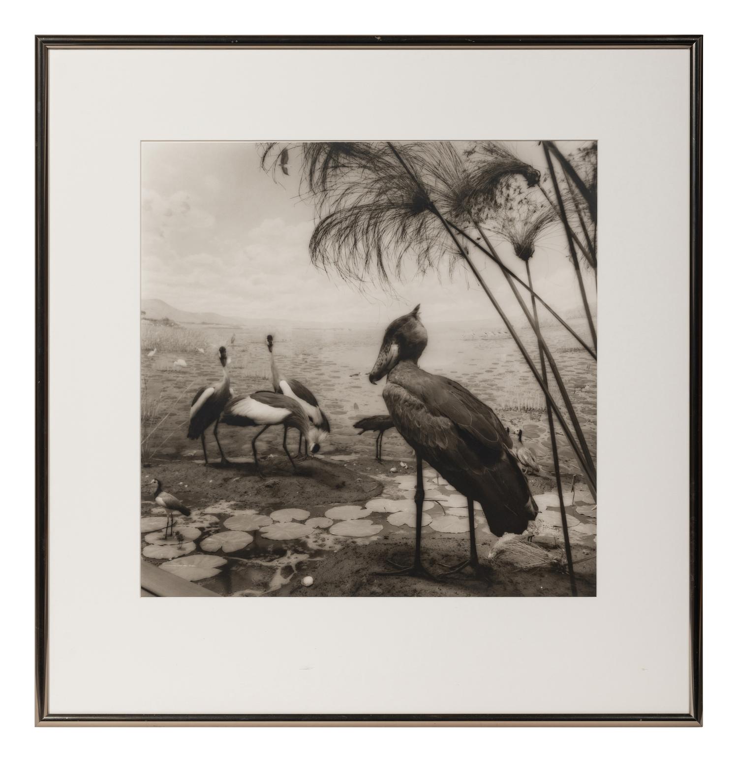 A group of six photographs from the Natural History series