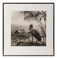 A group of six photographs from the Natural History series