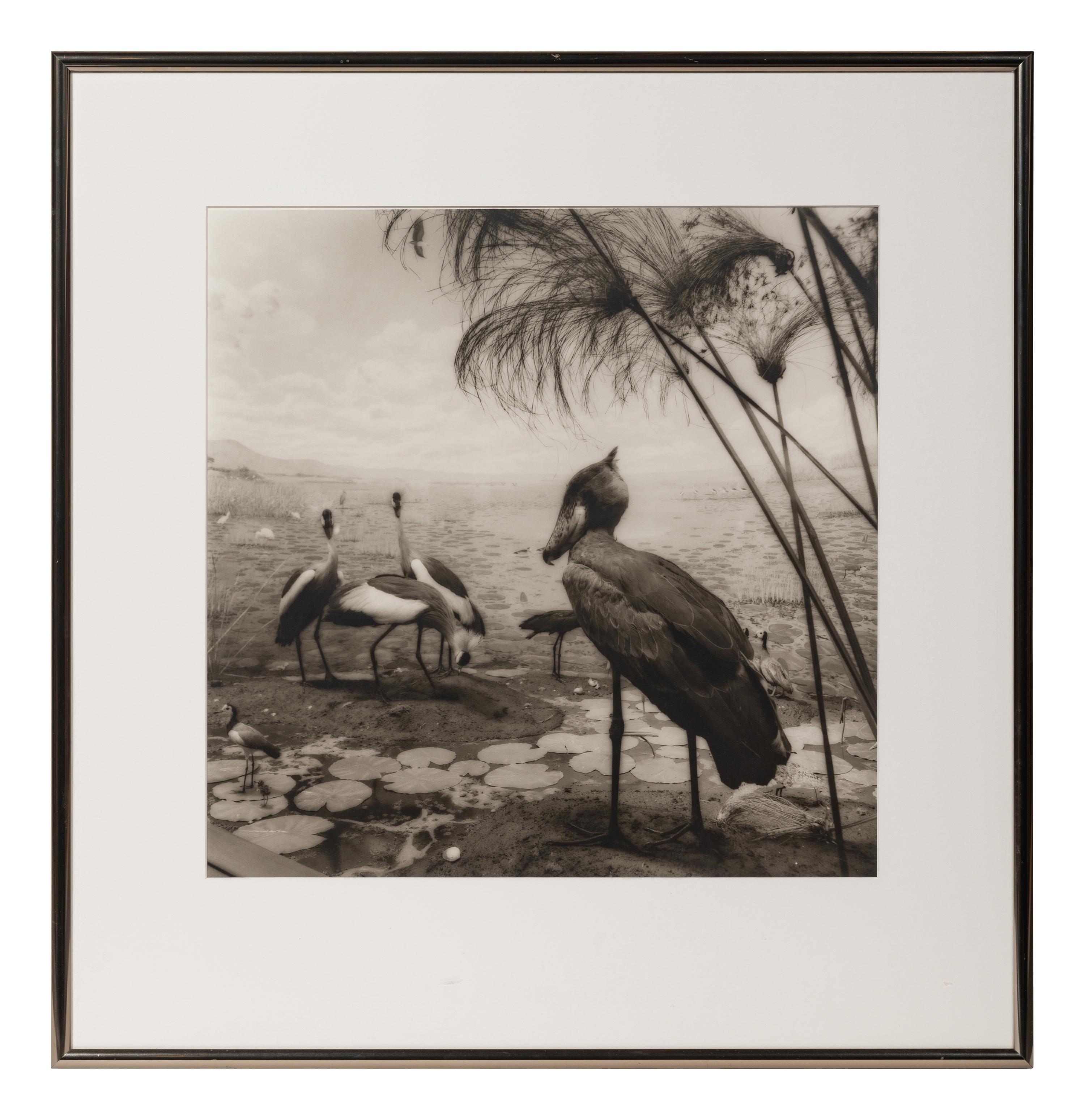 A group of six photographs from the Natural History series