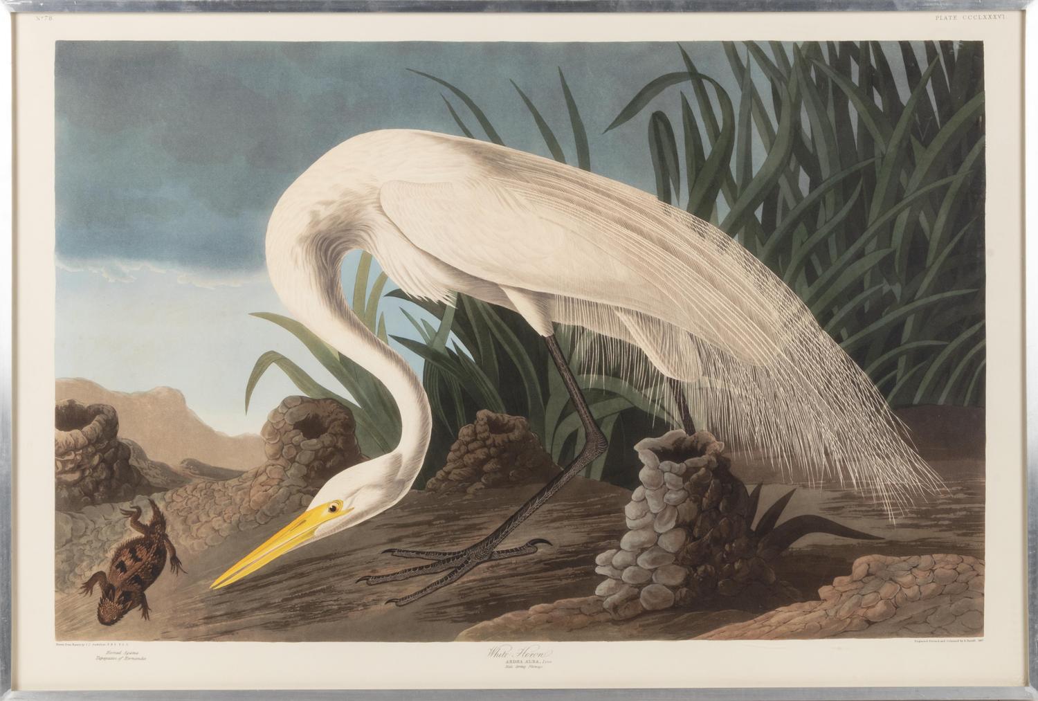 [NATURAL HISTORY] (AUDUBON, John James, after)