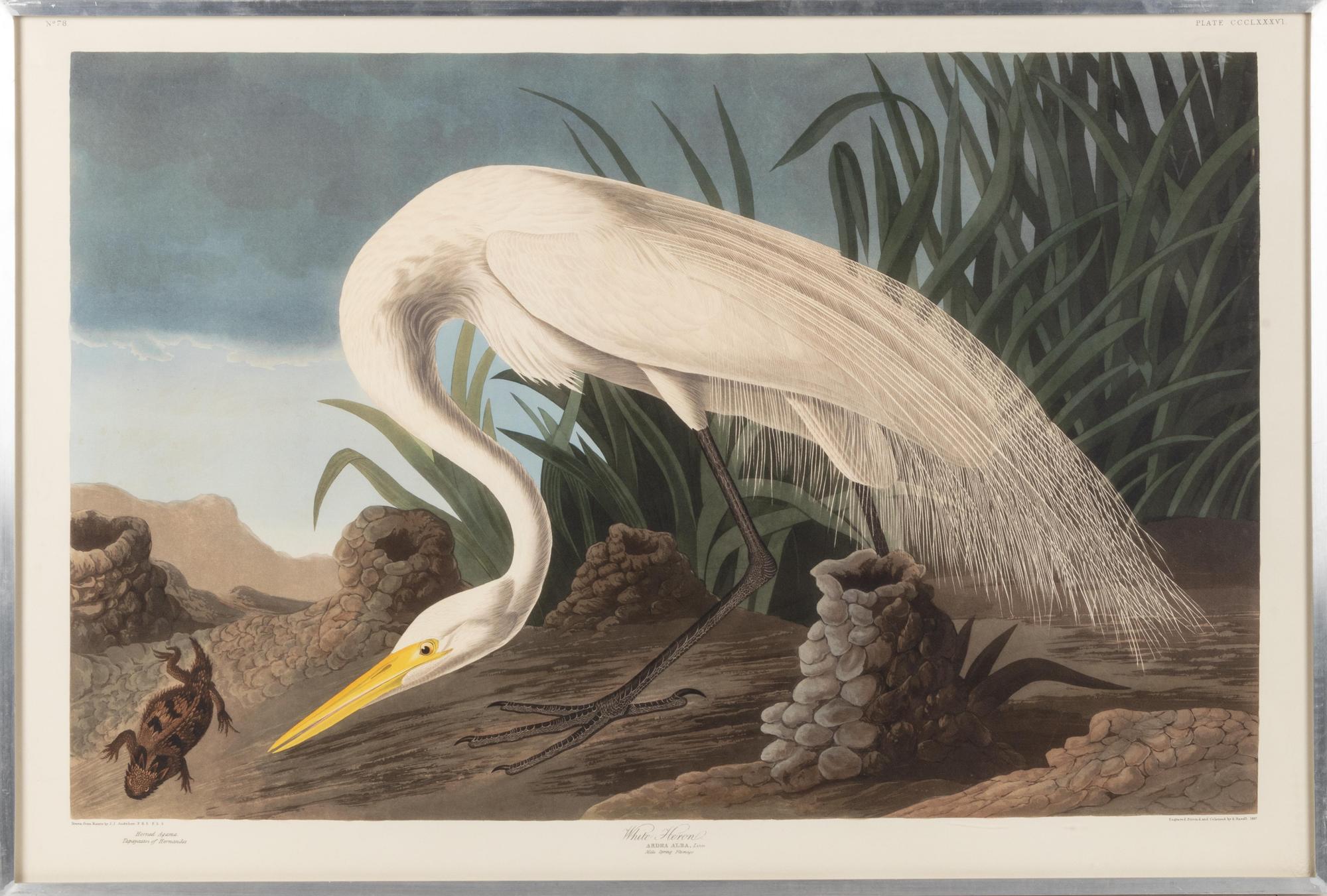 [NATURAL HISTORY] (AUDUBON, John James, after)