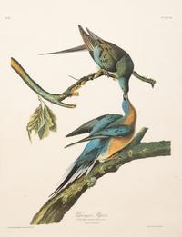 AUDUBON, John James (1785-1851).