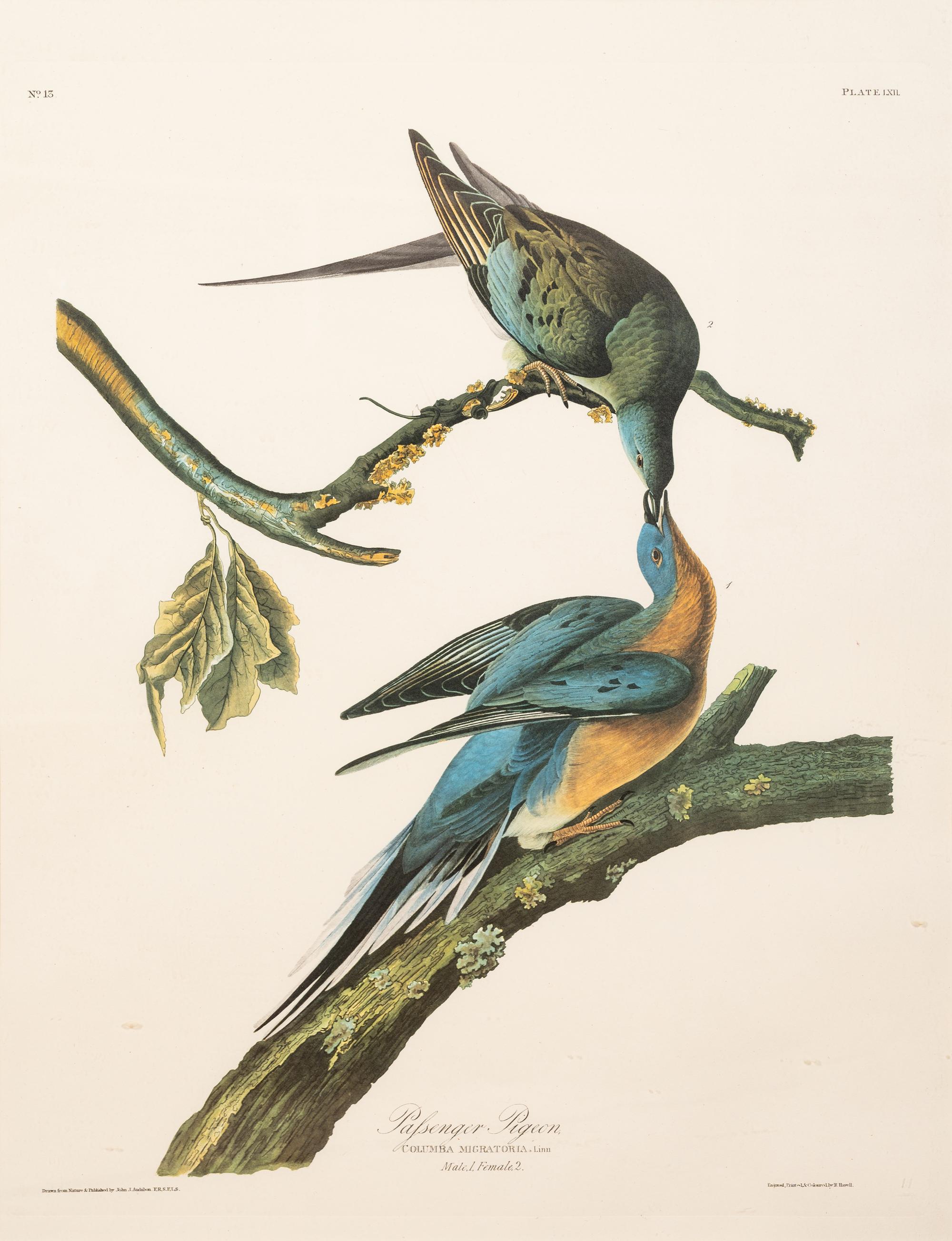 AUDUBON, John James (1785-1851).