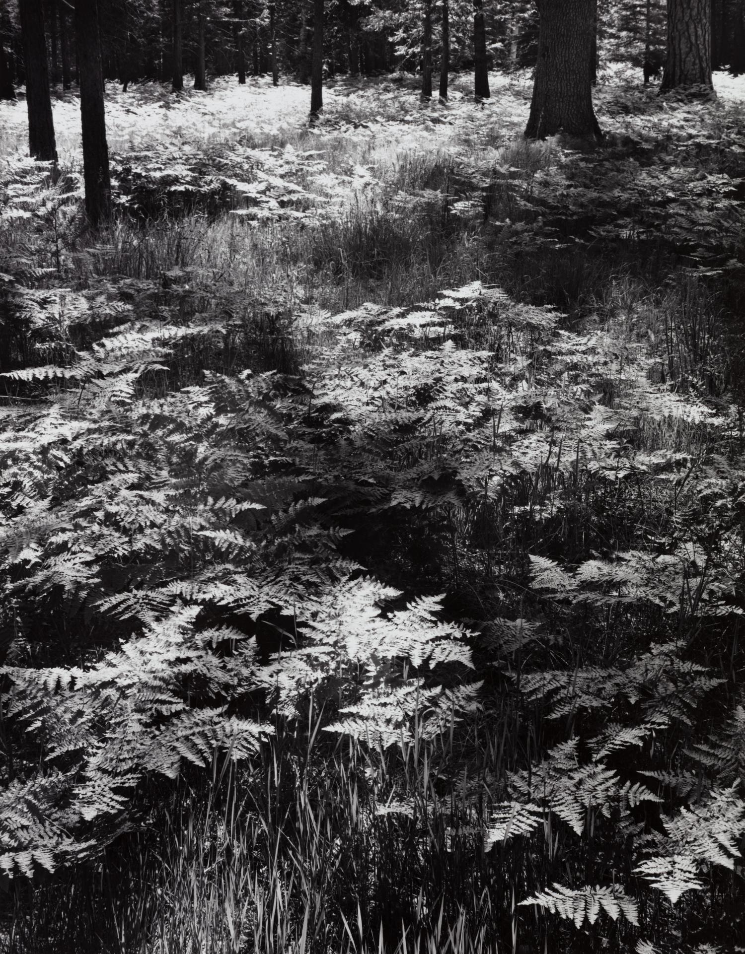 Ansel Adams (1902-1984) Ferns, Valley Floor, Yosemite, 1945
