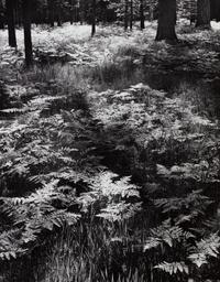 Ansel Adams (1902-1984) Ferns, Valley Floor, Yosemite, 1945