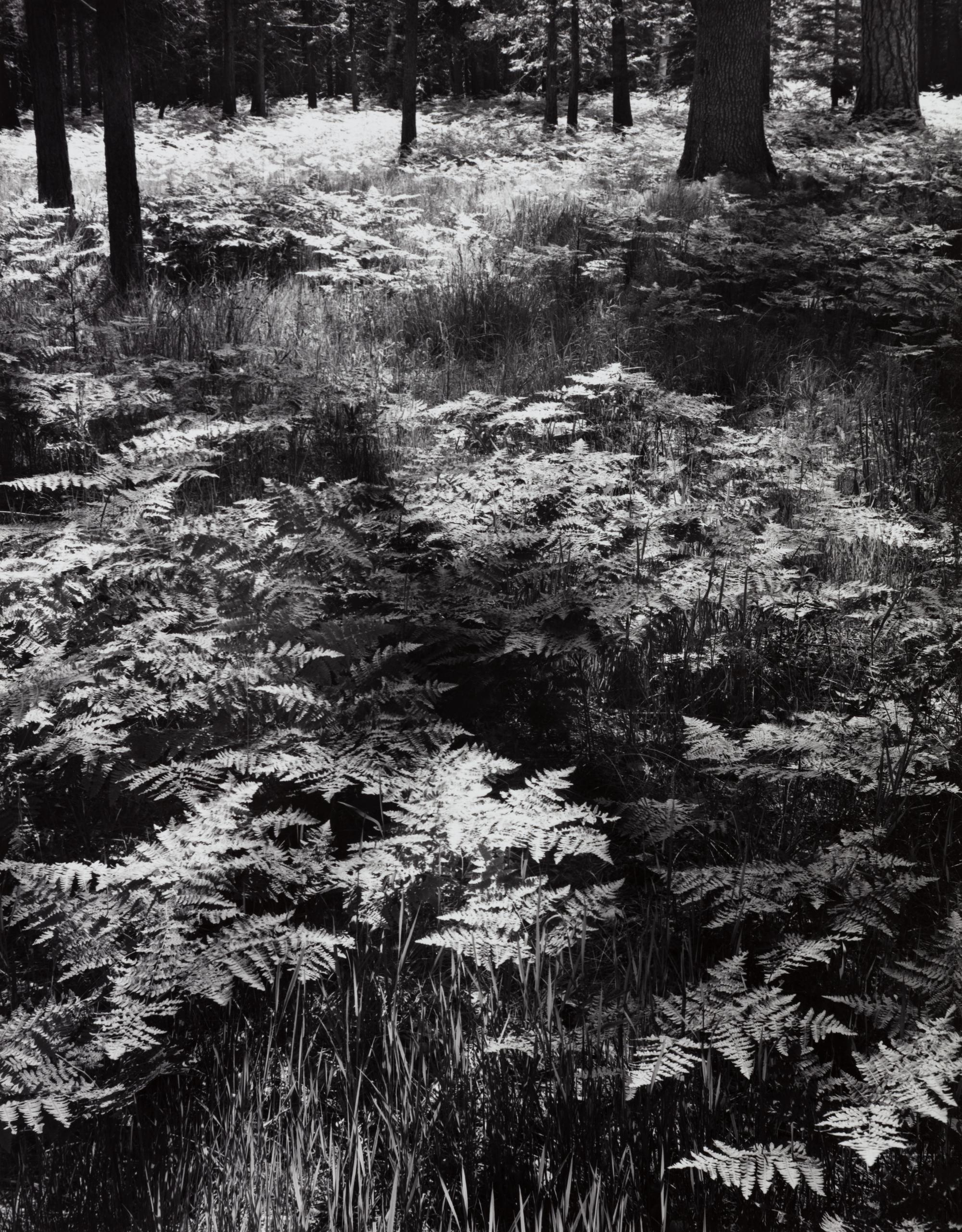 Ansel Adams (1902-1984) Ferns, Valley Floor, Yosemite, 1945