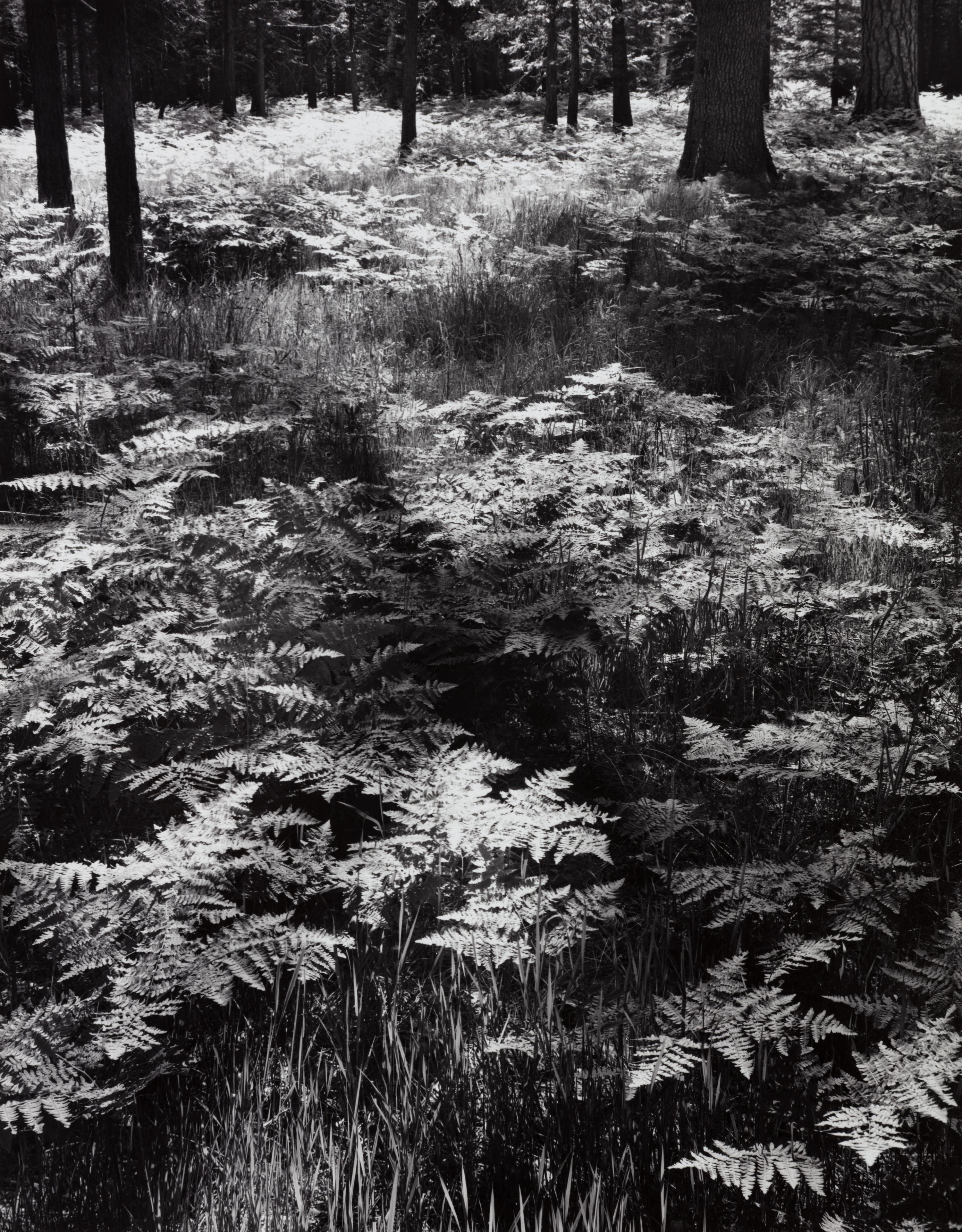 Ansel Adams (1902-1984) Ferns, Valley Floor, Yosemite, 1945