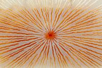 Untitled Plate
