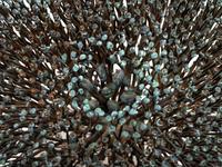 Untitled (Bush)