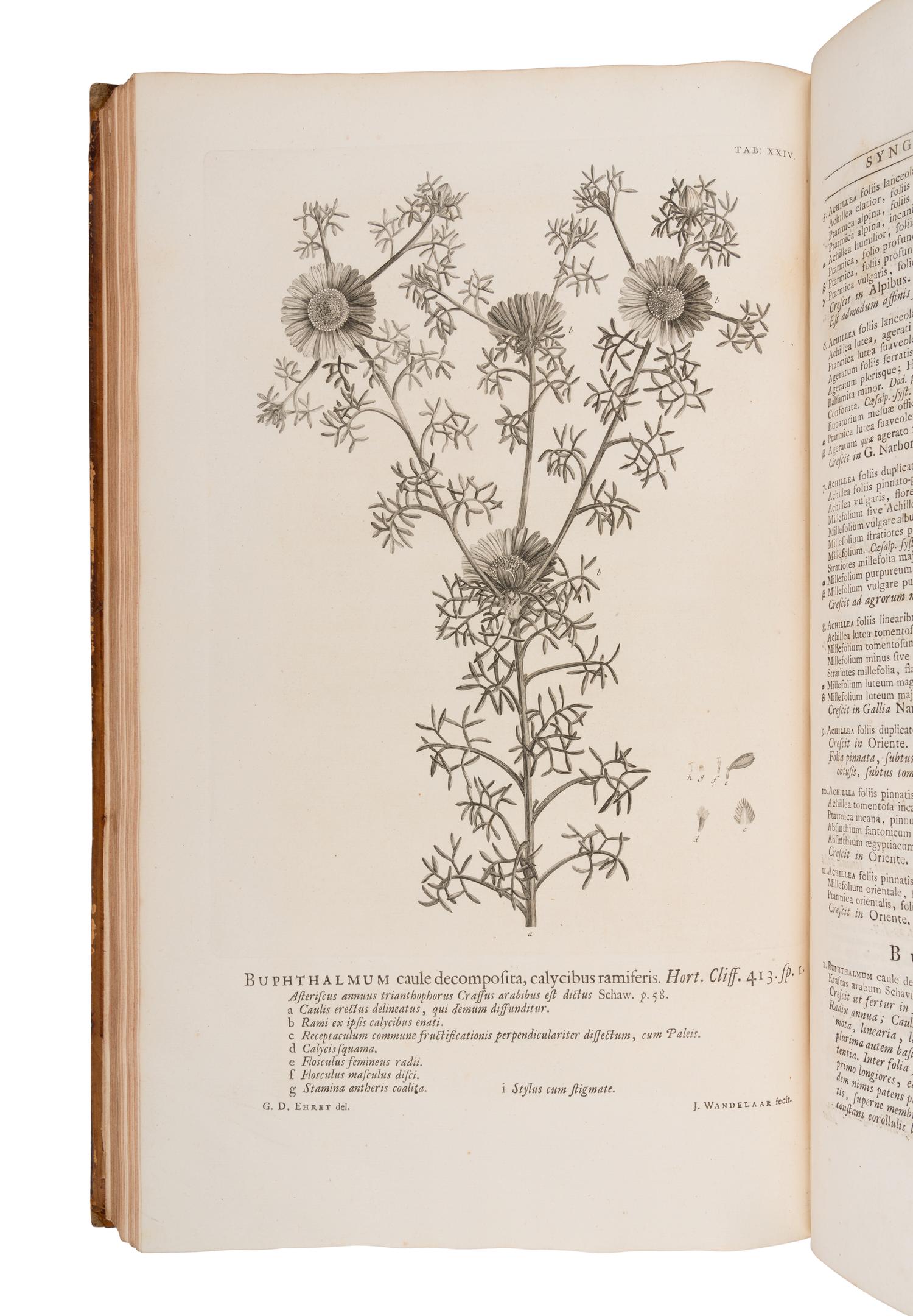 LINNAEUS, Carolus (1707-1778). Hortus cliffortianus . Amsterdam: 1737 [i.e. 1738].