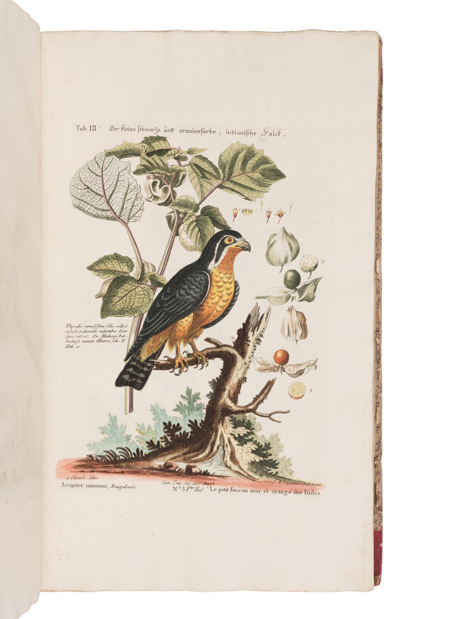 [NATURAL HISTORY]. SELIGMANN, Johann Michael (1720-1762). Verzameling van Uitlandsche en Zeldzaame Vogelen...in't Nedertuitsch vertaald... door M. Houttuyn . Amsterdam: Jan Christiaan Sepp, 1772-1781.