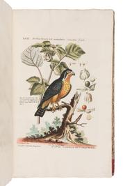[NATURAL HISTORY]. SELIGMANN, Johann Michael (1720-1762). Verzameling van Uitlandsche en Zeldzaame Vogelen...in't Nedertuitsch vertaald... door M. Houttuyn . Amsterdam: Jan Christiaan Sepp, 1772-1781.