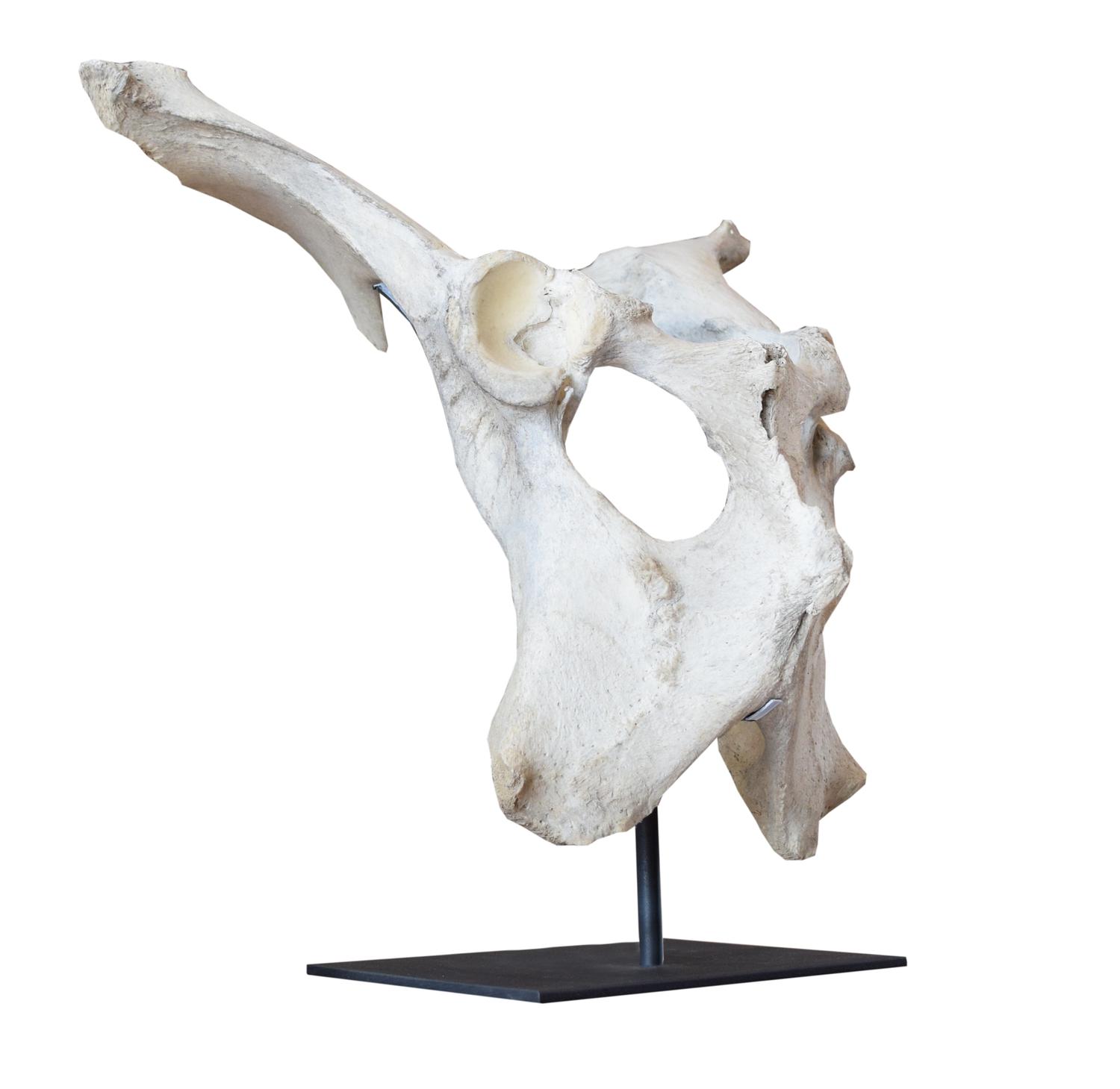 A Moose Pelvis on Custom Mount 20.5" W x 15" D x 20" H — United States, 20th Century