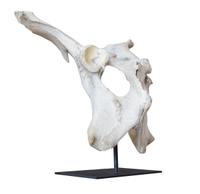 A Moose Pelvis on Custom Mount 20.5" W x 15" D x 20" H — United States, 20th Century