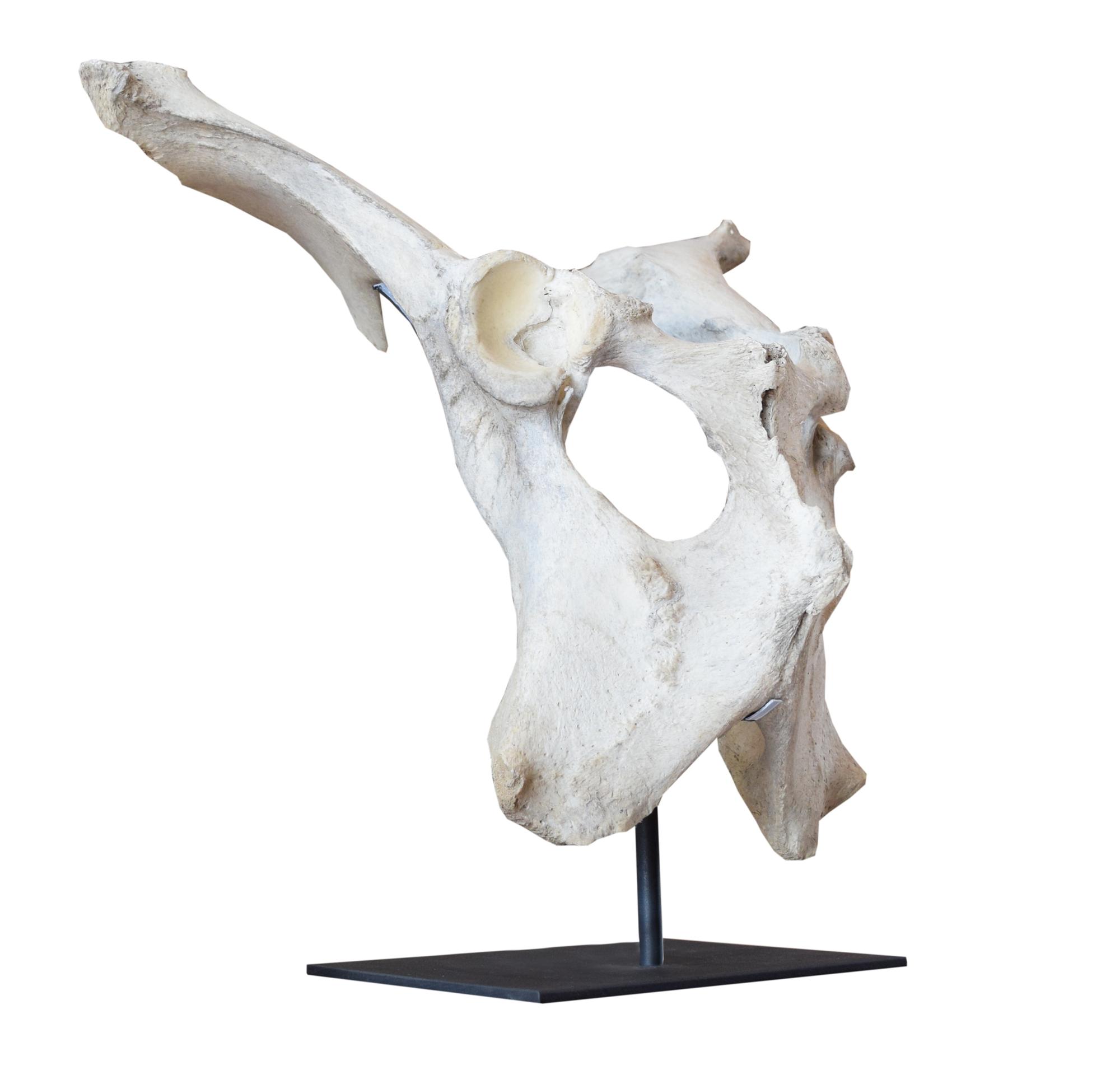 A Moose Pelvis on Custom Mount 20.5" W x 15" D x 20" H — United States, 20th Century