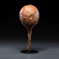 Plains Hide Rattle, From the Collection of Dick Jemison, Alabama