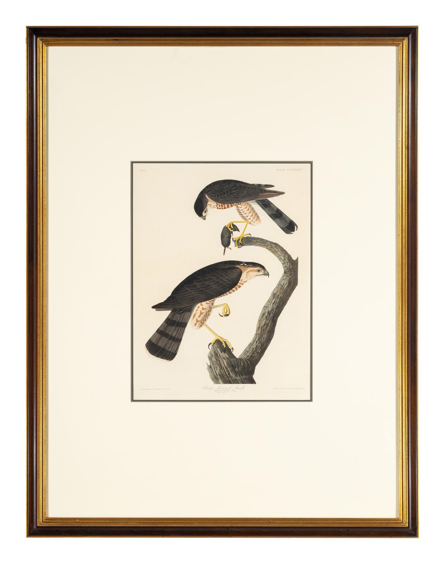 AUDUBON, John James (1785-1851). Sharp-shinned Hawk (Plate CCCLXXIV) Falco Velox, Wilson