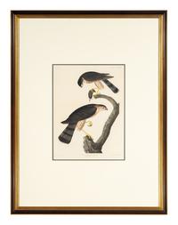 AUDUBON, John James (1785-1851). Sharp-shinned Hawk (Plate CCCLXXIV) Falco Velox, Wilson