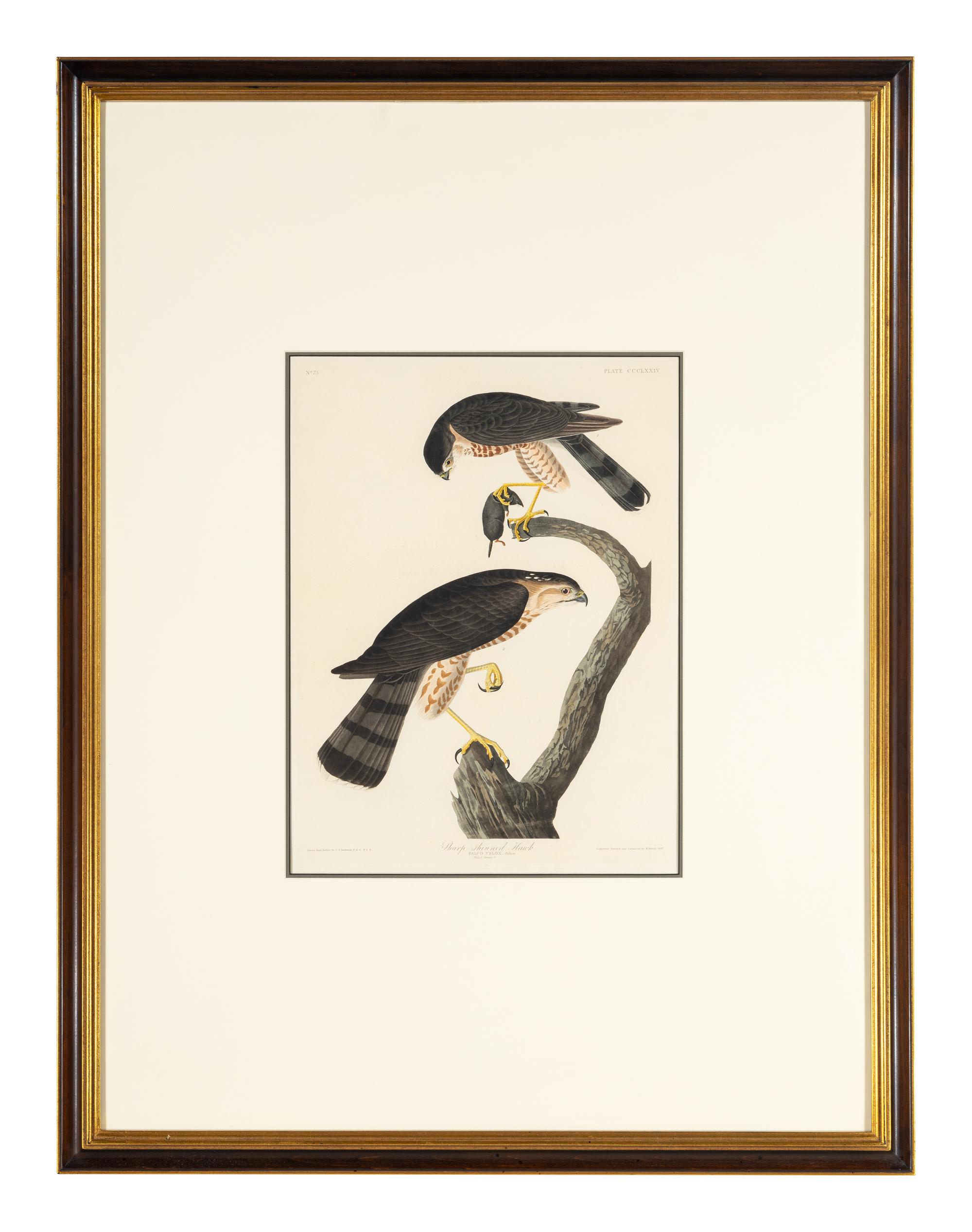 AUDUBON, John James (1785-1851). Sharp-shinned Hawk (Plate CCCLXXIV) Falco Velox, Wilson