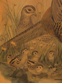 A Pair of Pheasant Prints (19th/20th Century)