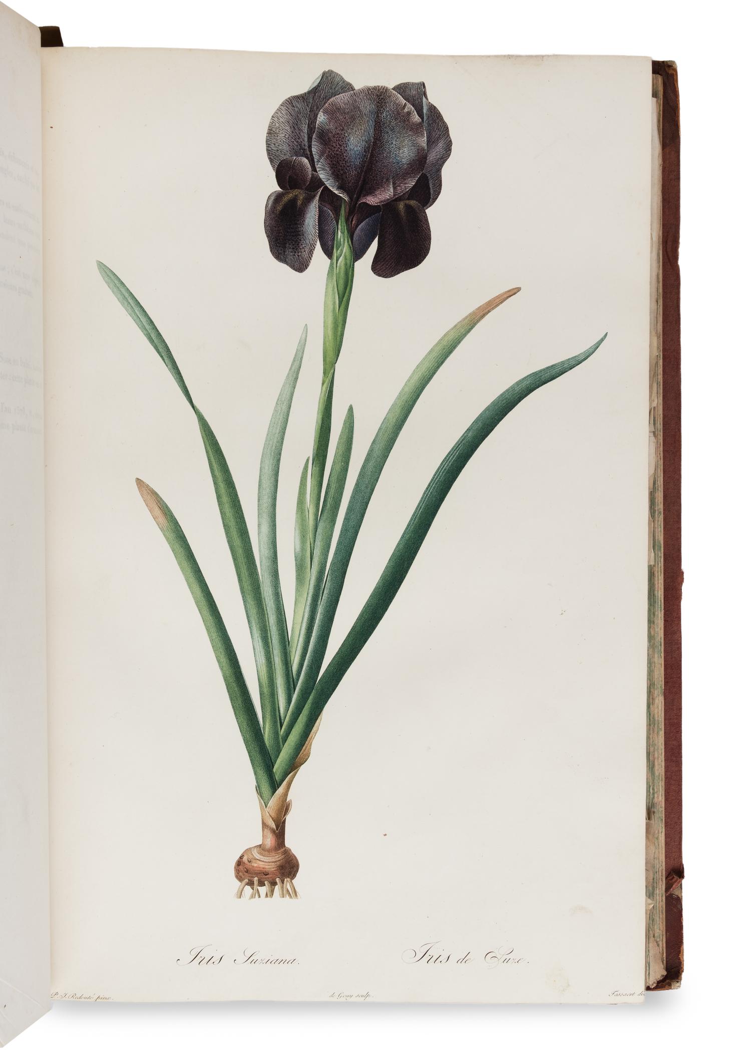 [NATURAL HISTORY]. REDOUTÉ, Pierre-Joseph (1759-1840). Les Liliacées . Paris: chez l'auteur, imprimerie de Didot jeune, 1802 [-1805].