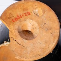 An Attic Black-Figured Lekythos