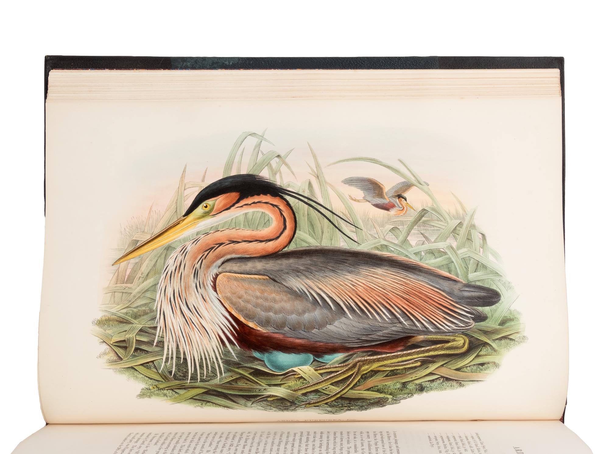 [NATURAL HISTORY]. GOULD, John (1804-1881). The Birds of Great Britain . London: Taylor and Francis, [1862-] 1873.