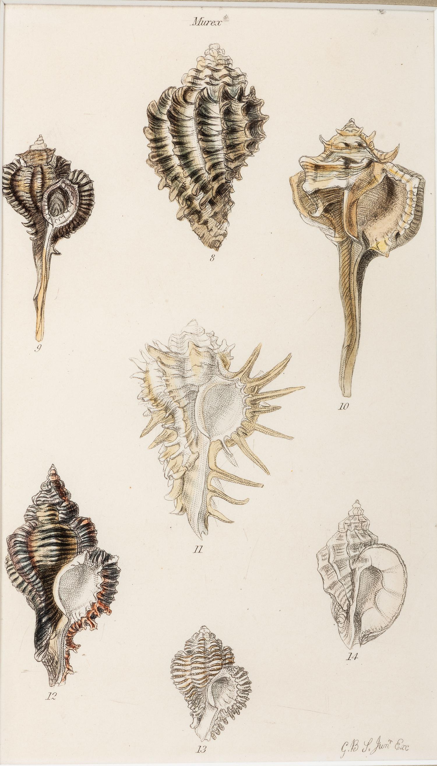 Thirteen Hand-Colored Shell Engravings