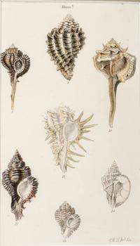 Thirteen Hand-Colored Shell Engravings