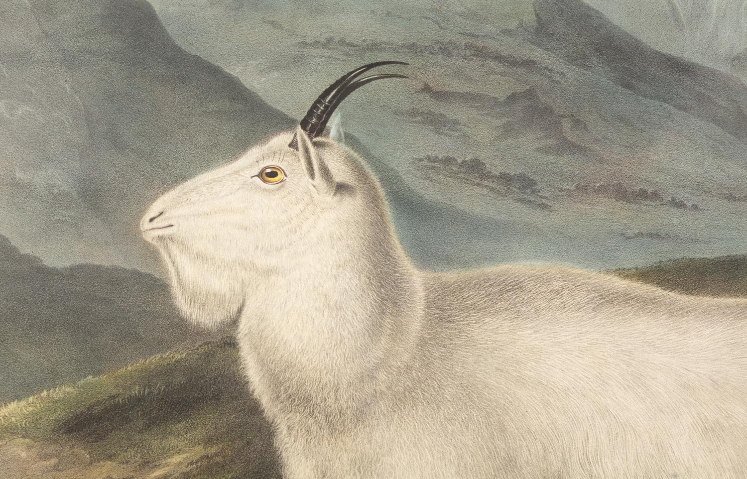 Capra Americana (Rocky Mountain Goat)