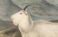 Capra Americana (Rocky Mountain Goat)