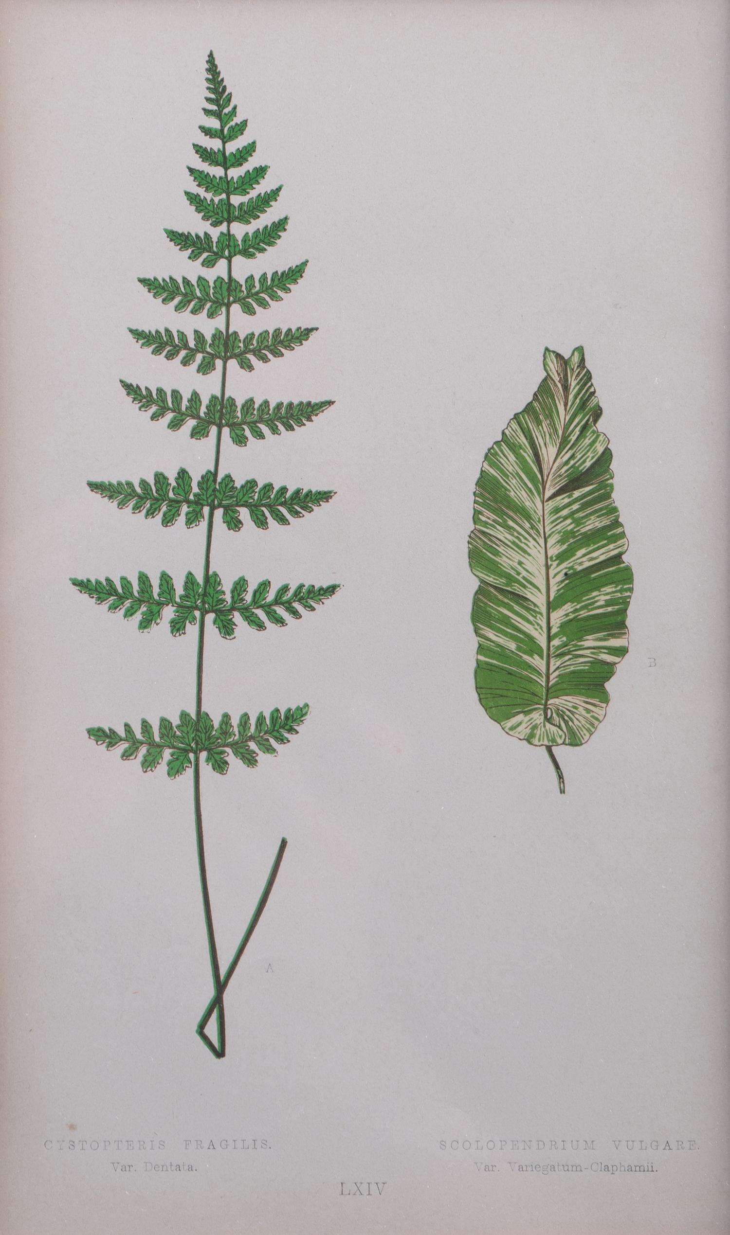 A Group of Eight Fern Botanical Engravings After Thomas Moore — EARLY 20TH CENTURY
