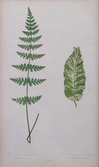 A Group of Eight Fern Botanical Engravings After Thomas Moore — EARLY 20TH CENTURY