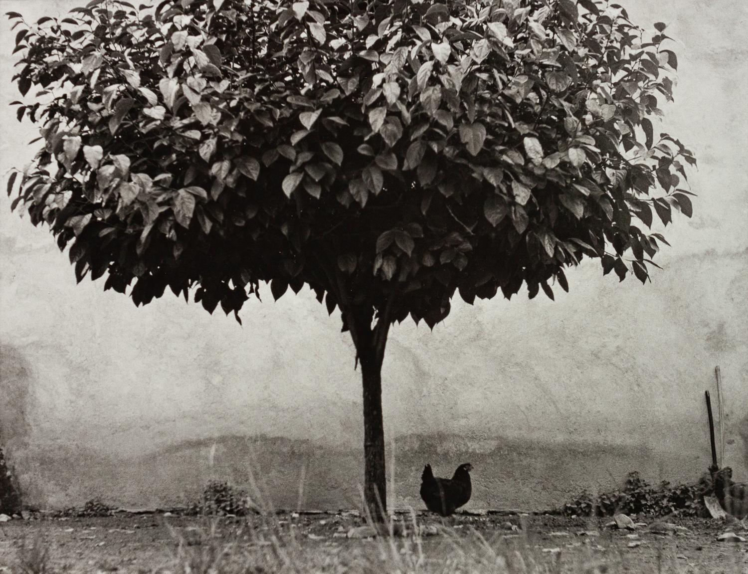L'Arbre et la Poule