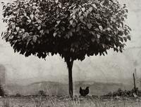 L'Arbre et la Poule