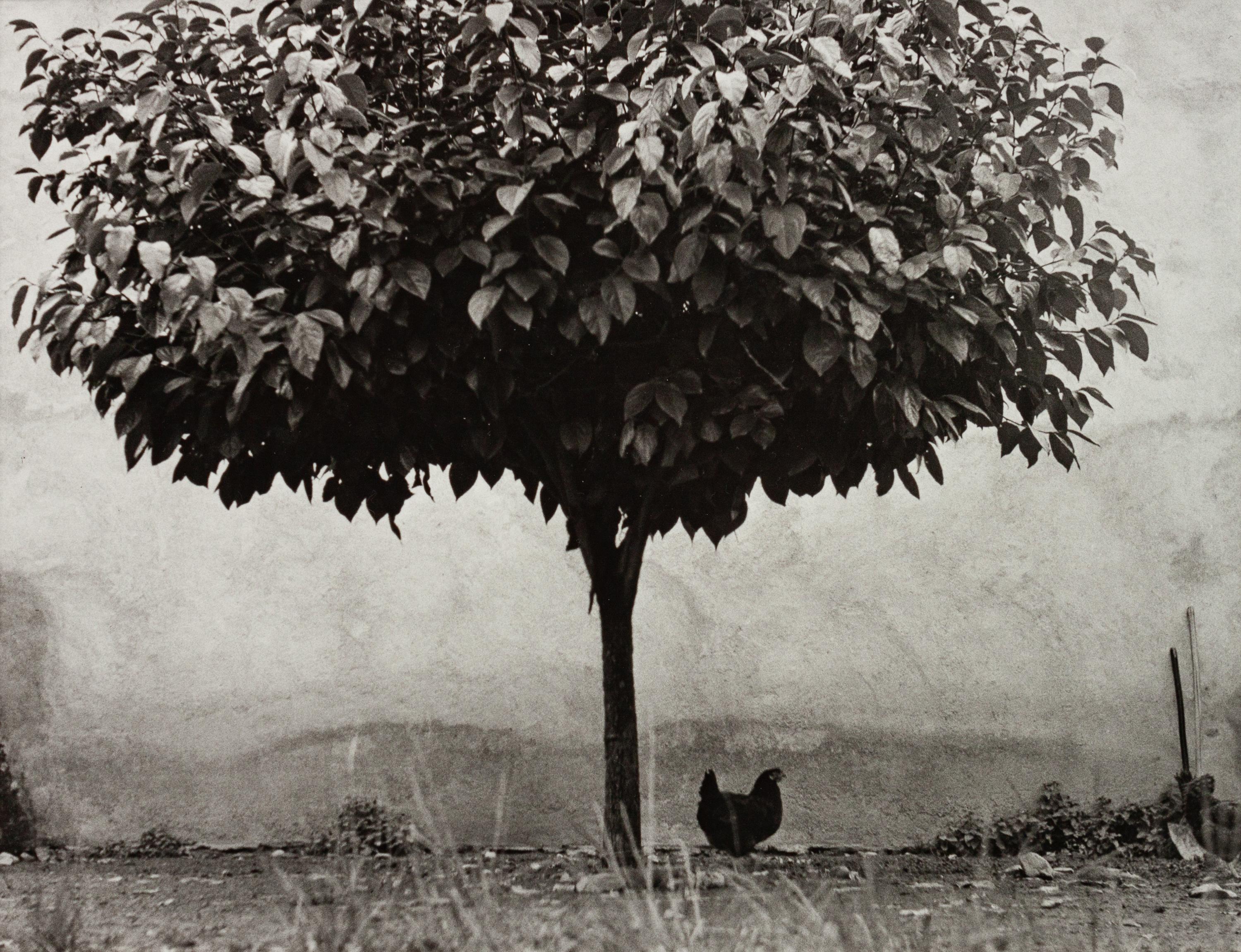 L'Arbre et la Poule