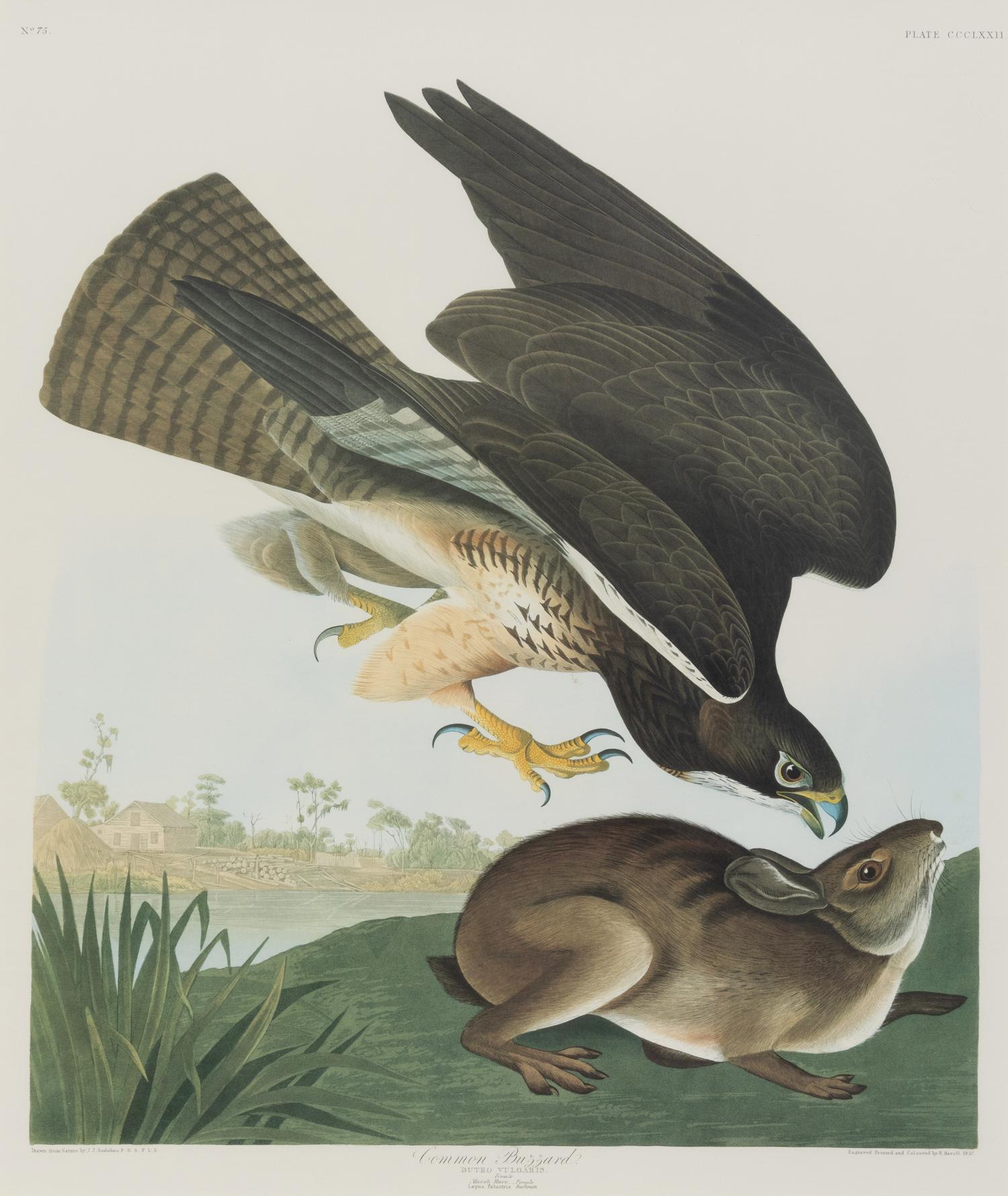 After John James Audubon (American, 1785-1851)