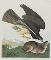After John James Audubon (American, 1785-1851)