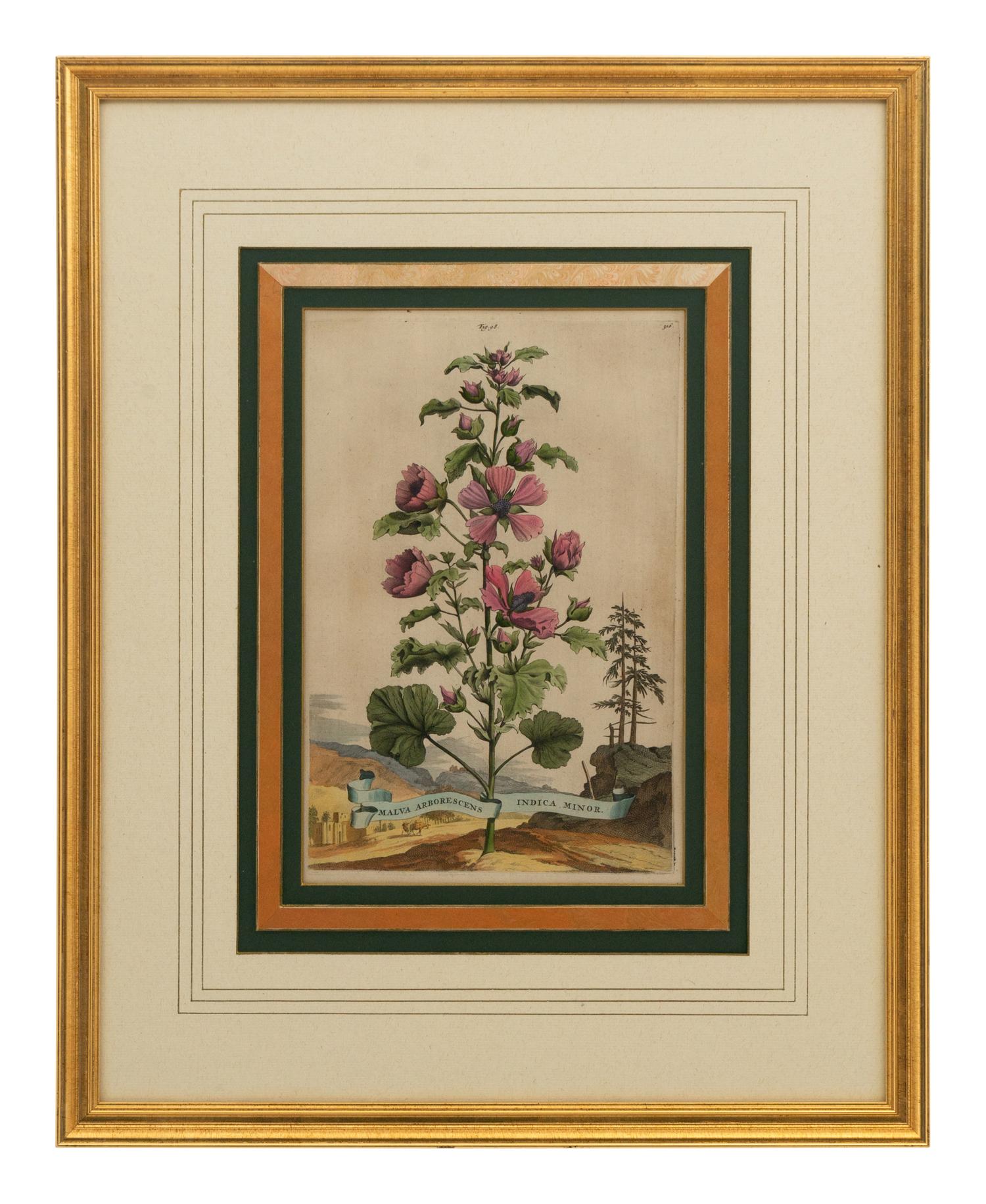 A Collection of Ten Abraham Munting Botanical Engravings from Naauwkeurige Beschryving Der Aardgewassen (1696)