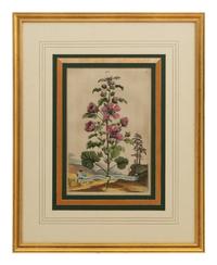 A Collection of Ten Abraham Munting Botanical Engravings from Naauwkeurige Beschryving Der Aardgewassen (1696)
